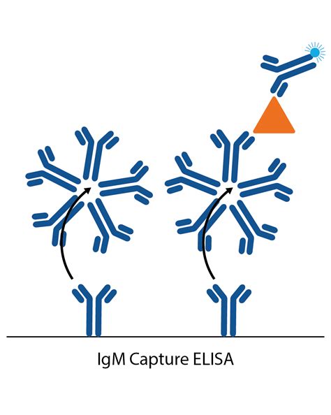 igm elisa